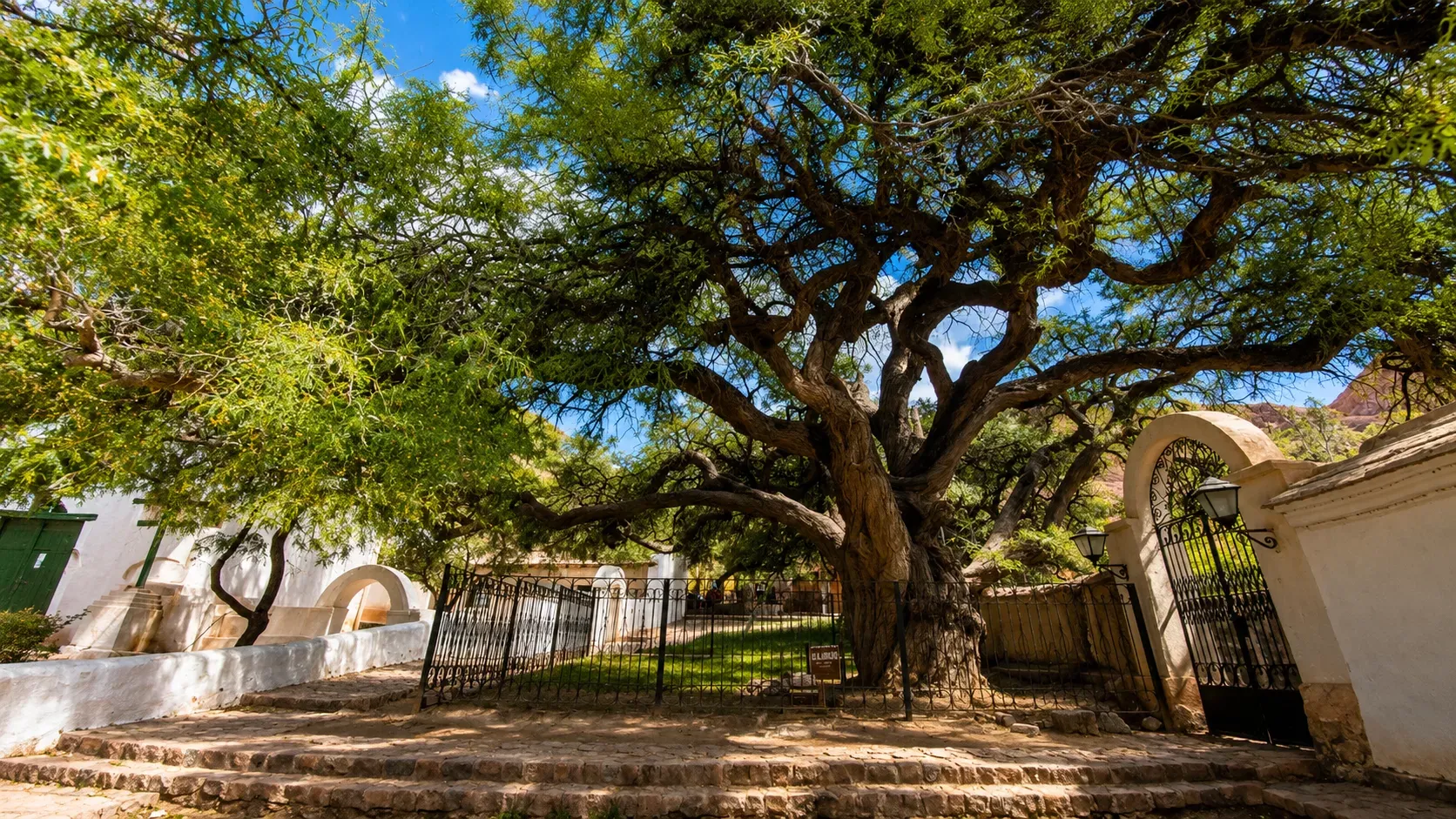 Historic Algarrobo Tree in Purmamarca